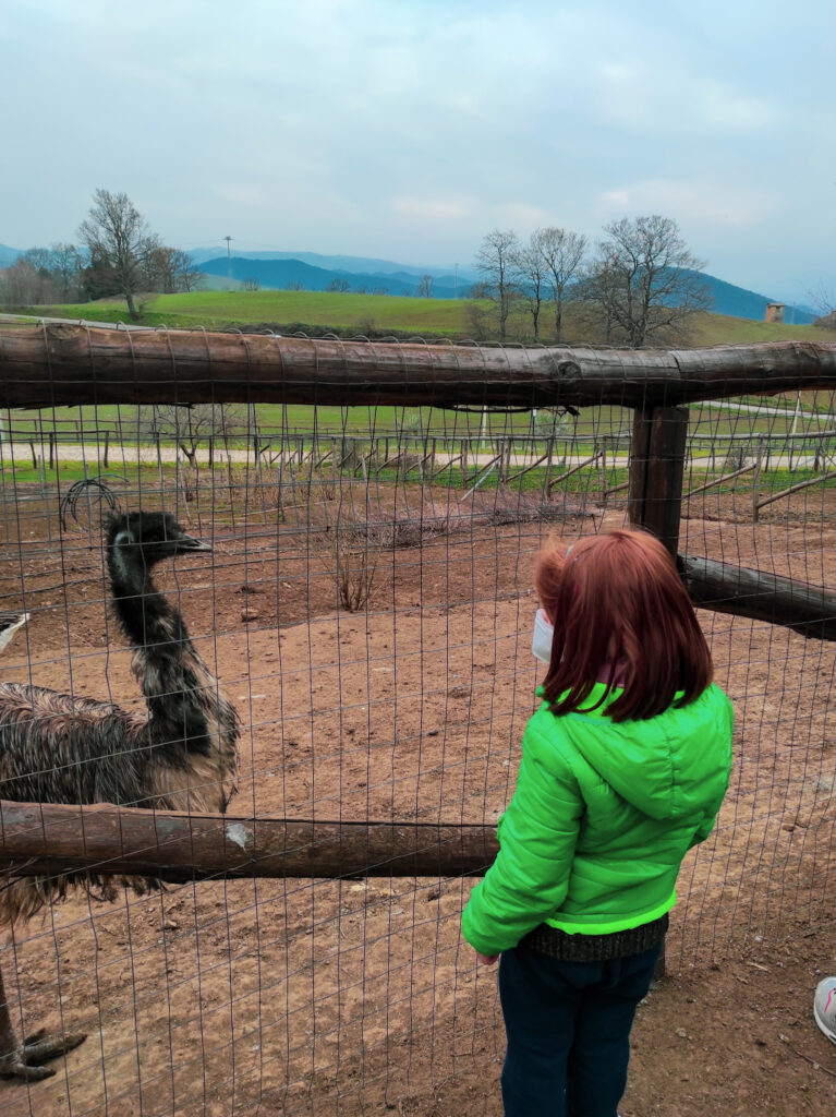Lo Gnu si avvicina senza timore alle persone nel cortile dell'agriturismo il Riccio in Basilicata