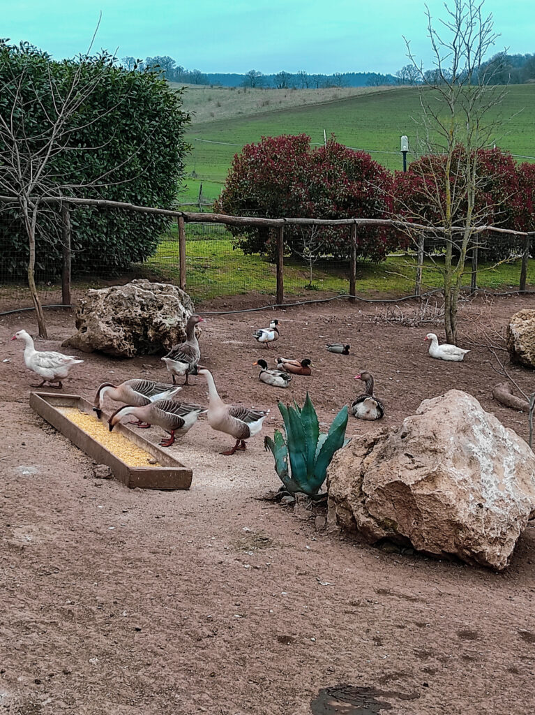 Alcuni degli animali di bassa corte dell'agriturismo il Riccio in Basilicata