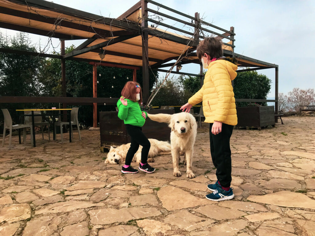 Cagnoloni che accolgono gli ospiti all'ingresso dell'agriturismo il Riccio in Basilicata