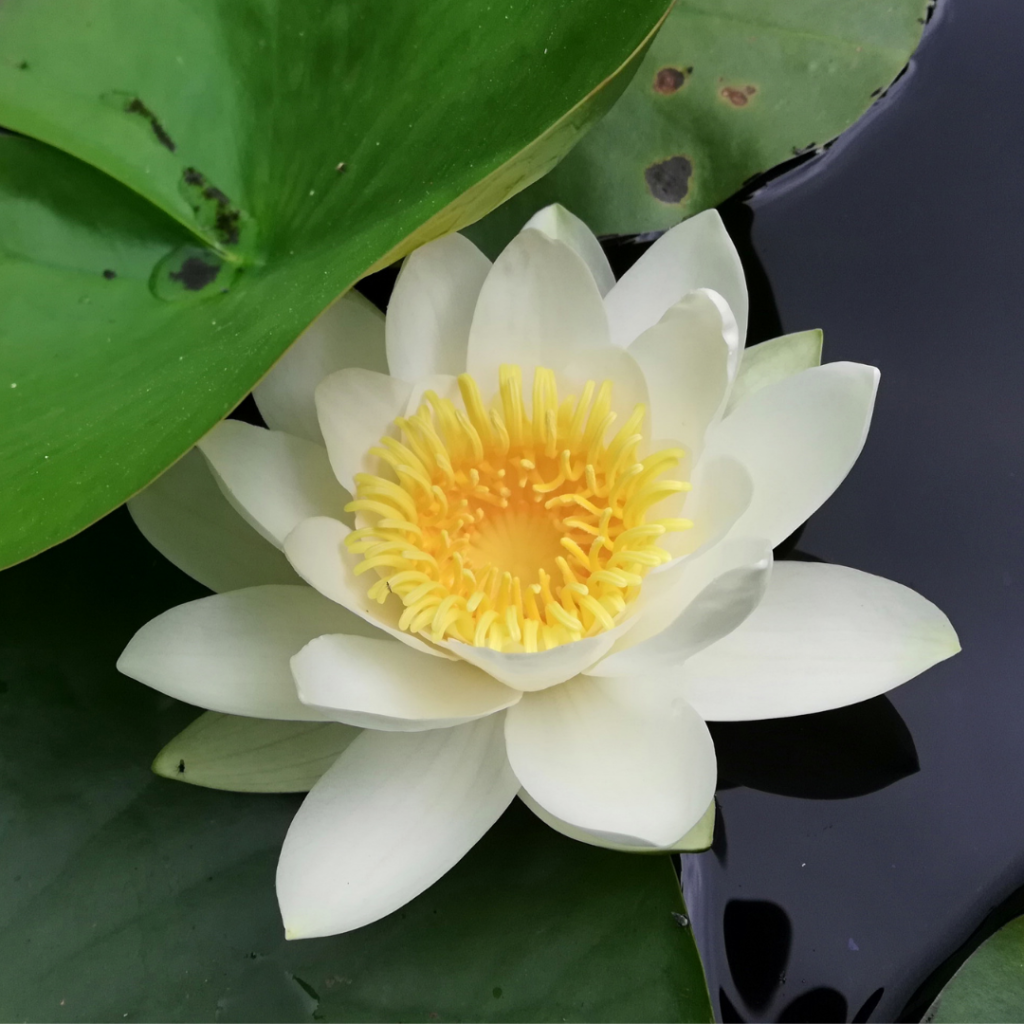La Ninfea Alba che cresce spontaneamente ai laghi di Monticchio